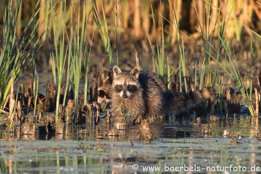 Waschbär