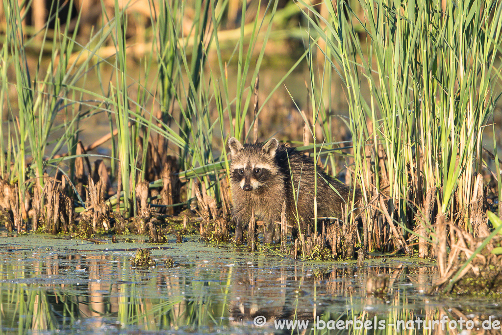 Waschbär