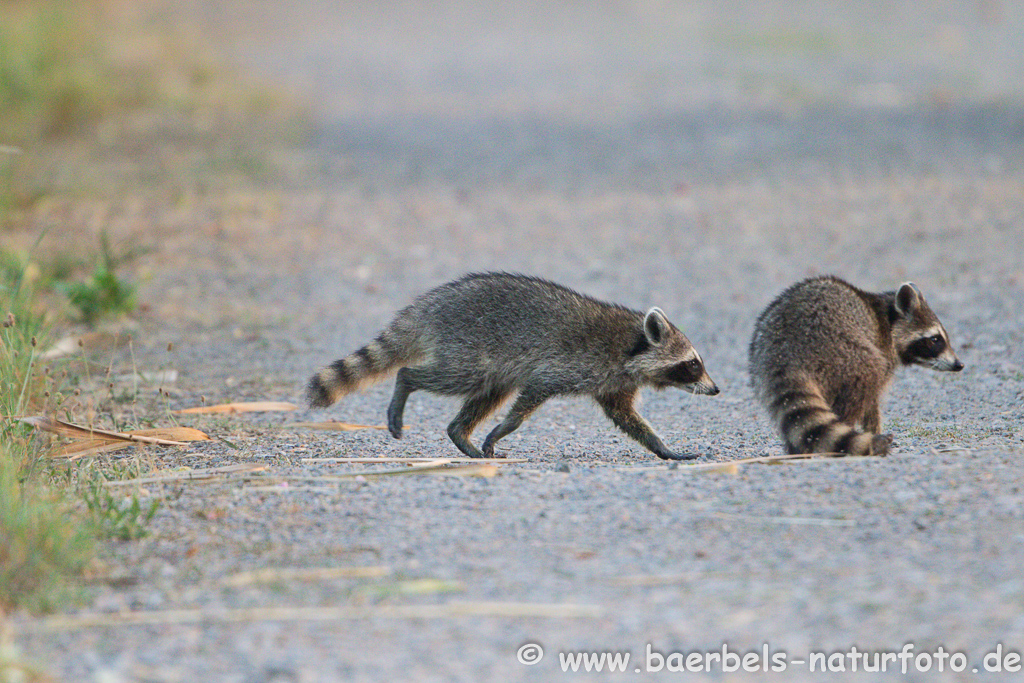 Waschbär