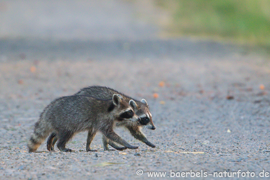 Waschbär