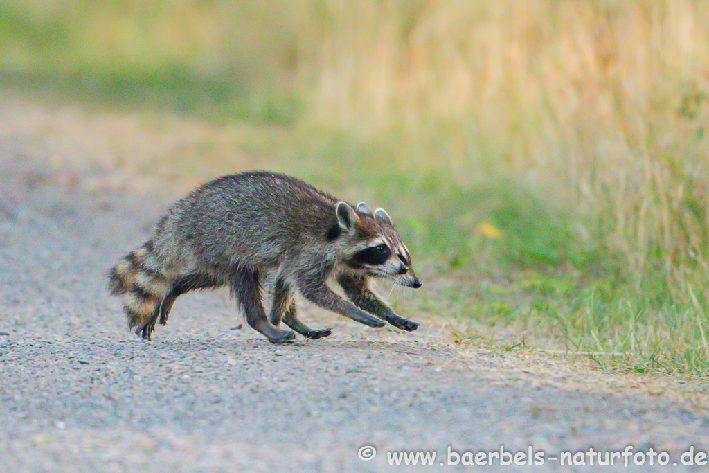 Waschbär