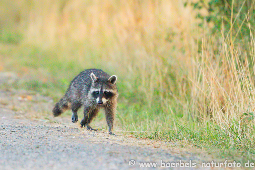 Waschbär