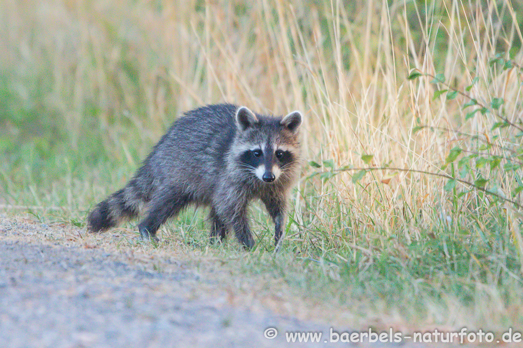 Waschbär