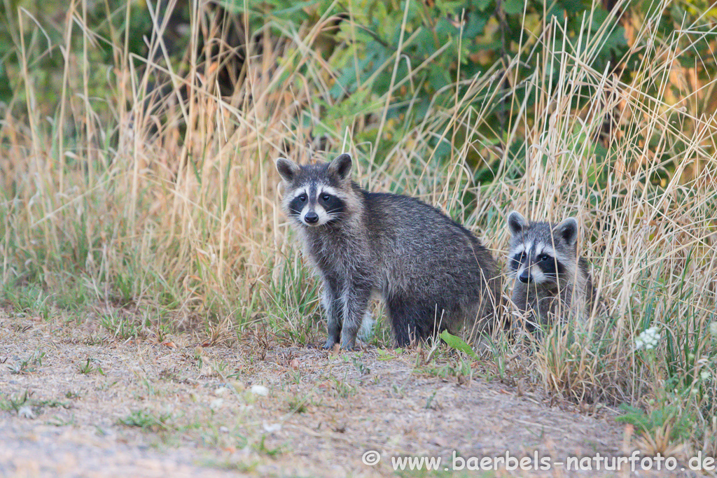 Waschbär