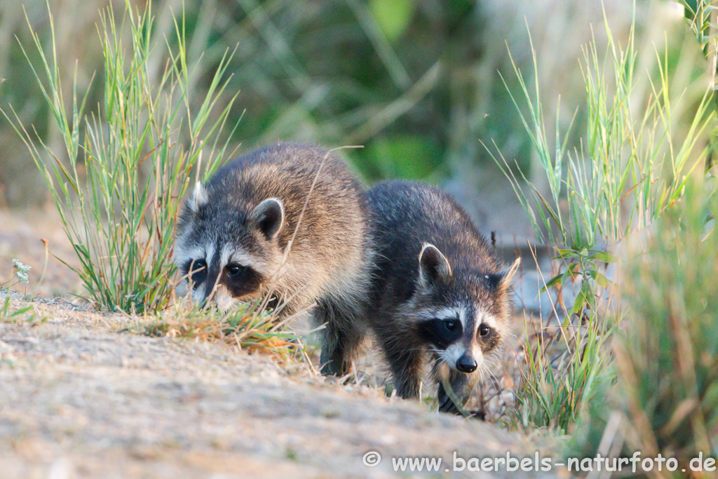 Waschbär