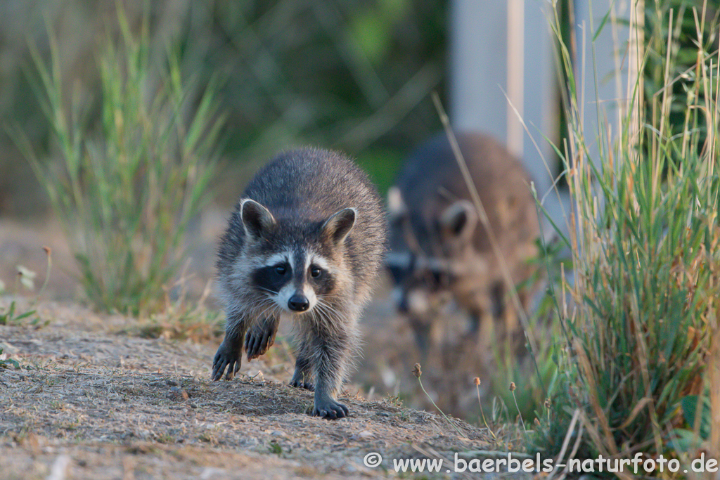 Waschbär