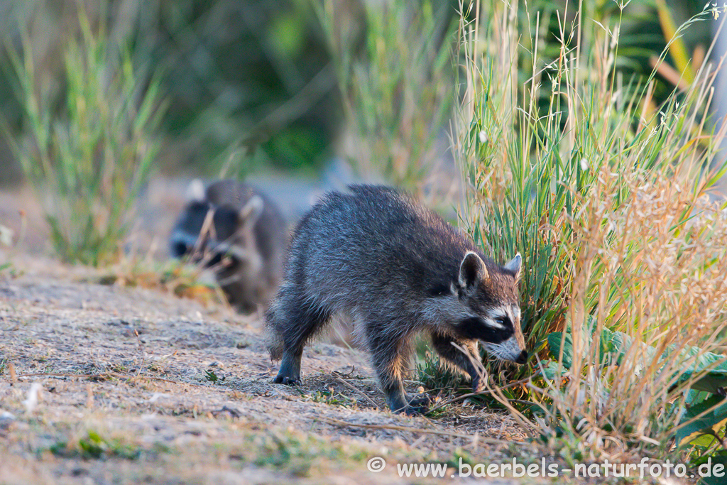 Waschbär