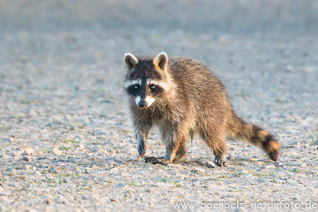 Waschbär