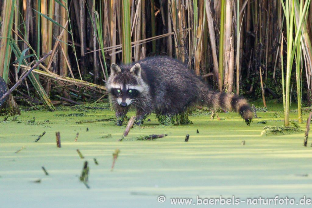 Waschbär