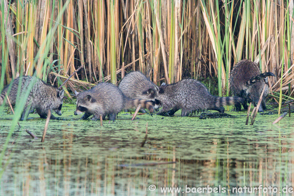 Waschbär