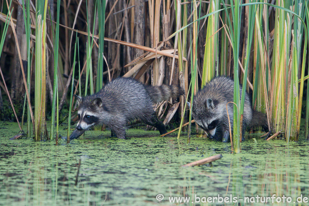 Waschbär