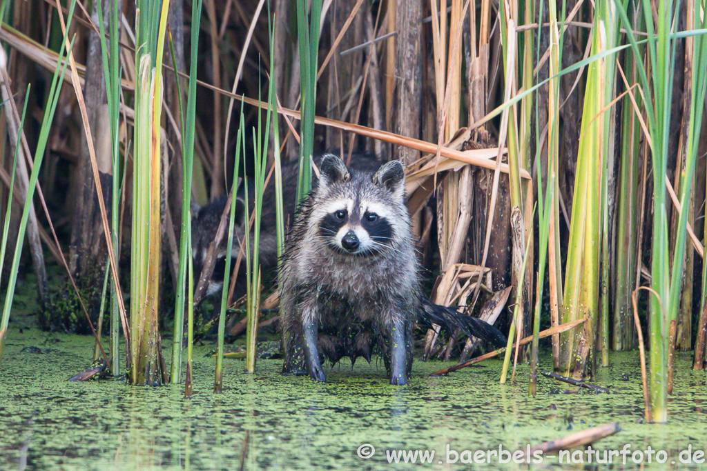 Waschbär