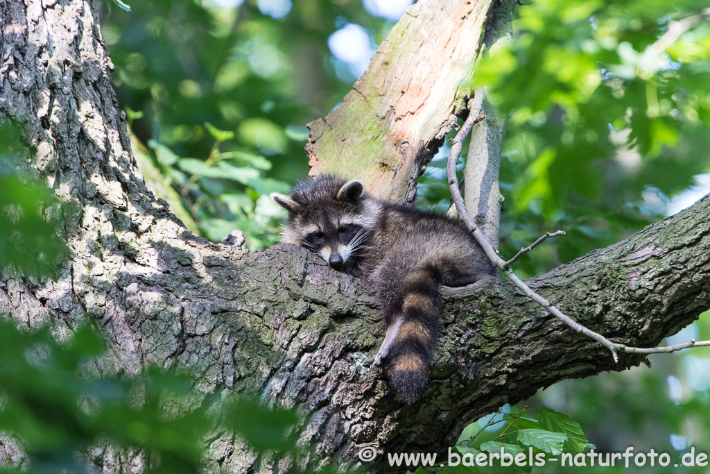 Waschbär