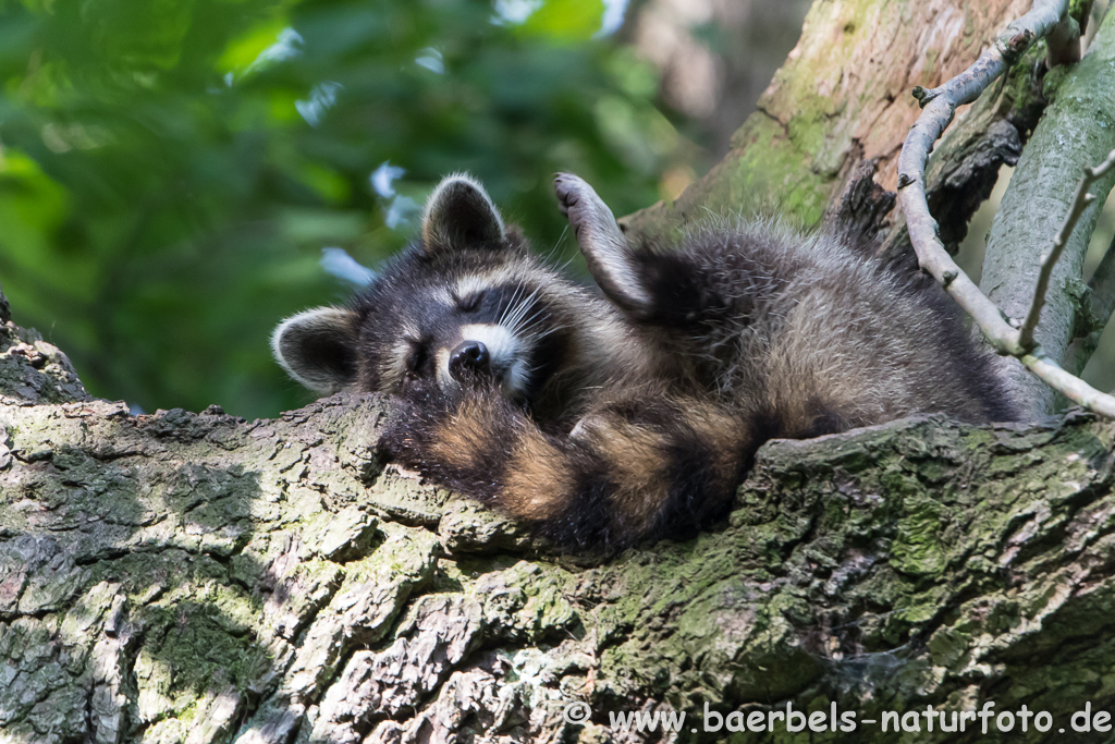 Waschbär