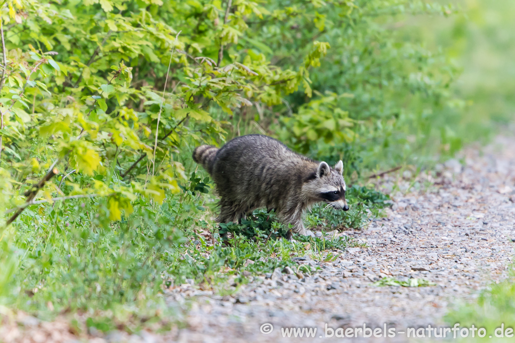 Waschbär