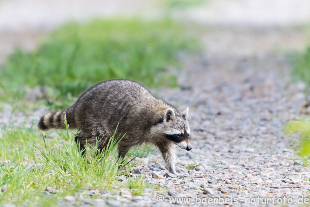 Waschbär