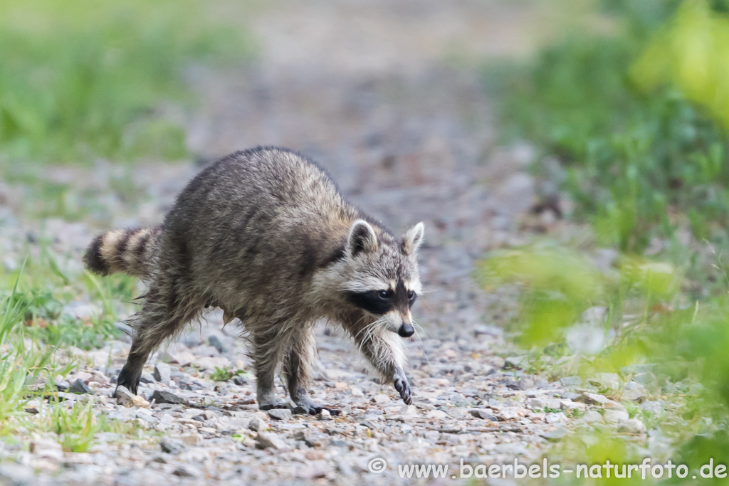 Waschbär