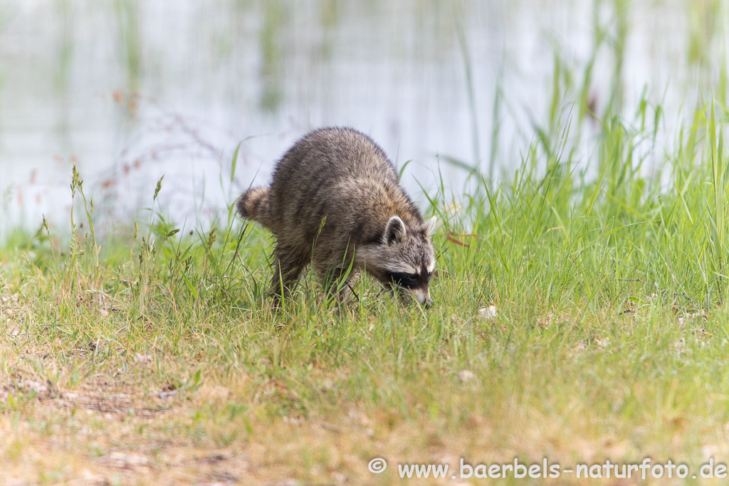 Waschbär