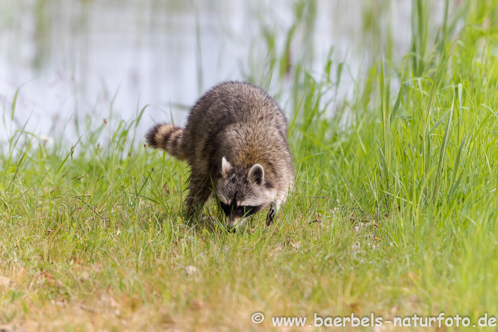 Waschbär