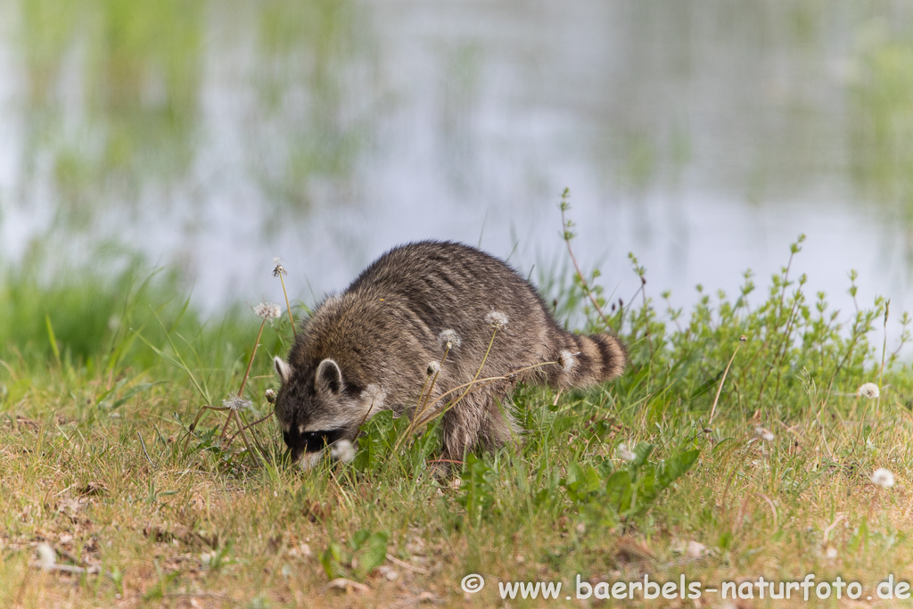 Waschbär