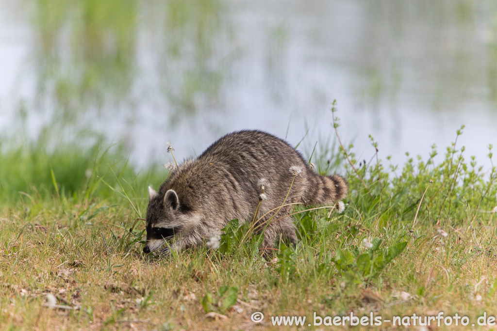 Waschbär