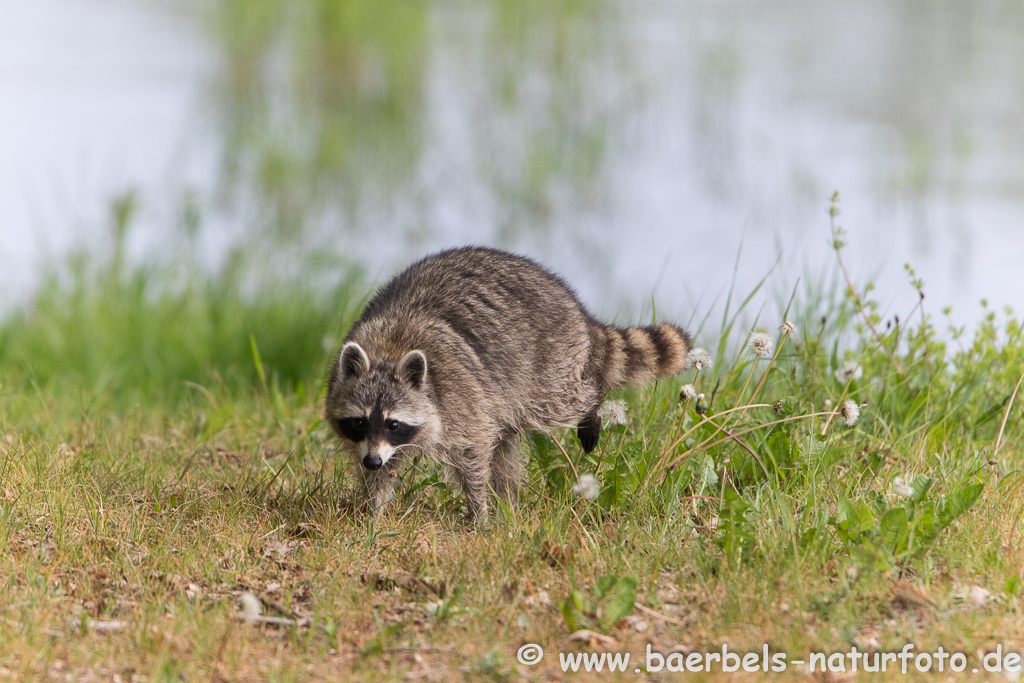 Waschbär