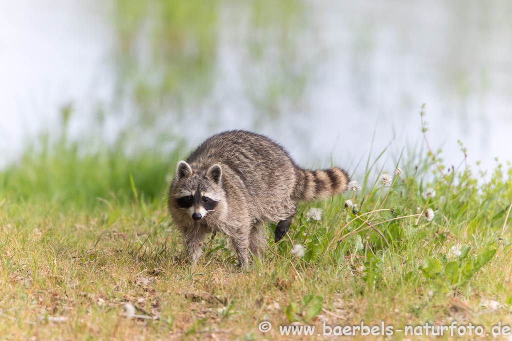 Waschbär