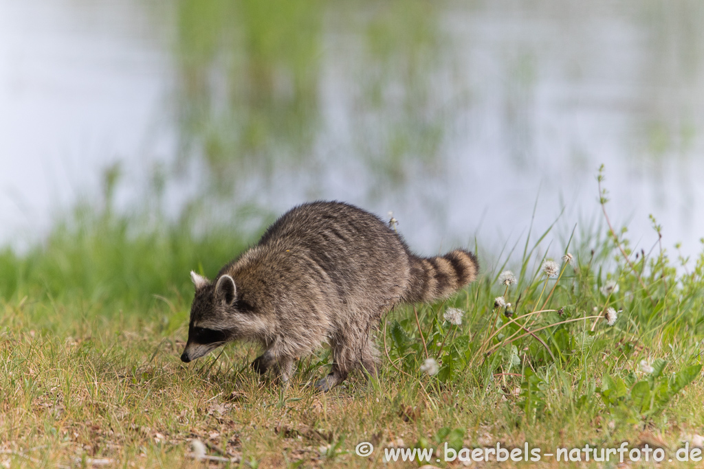 Waschbär