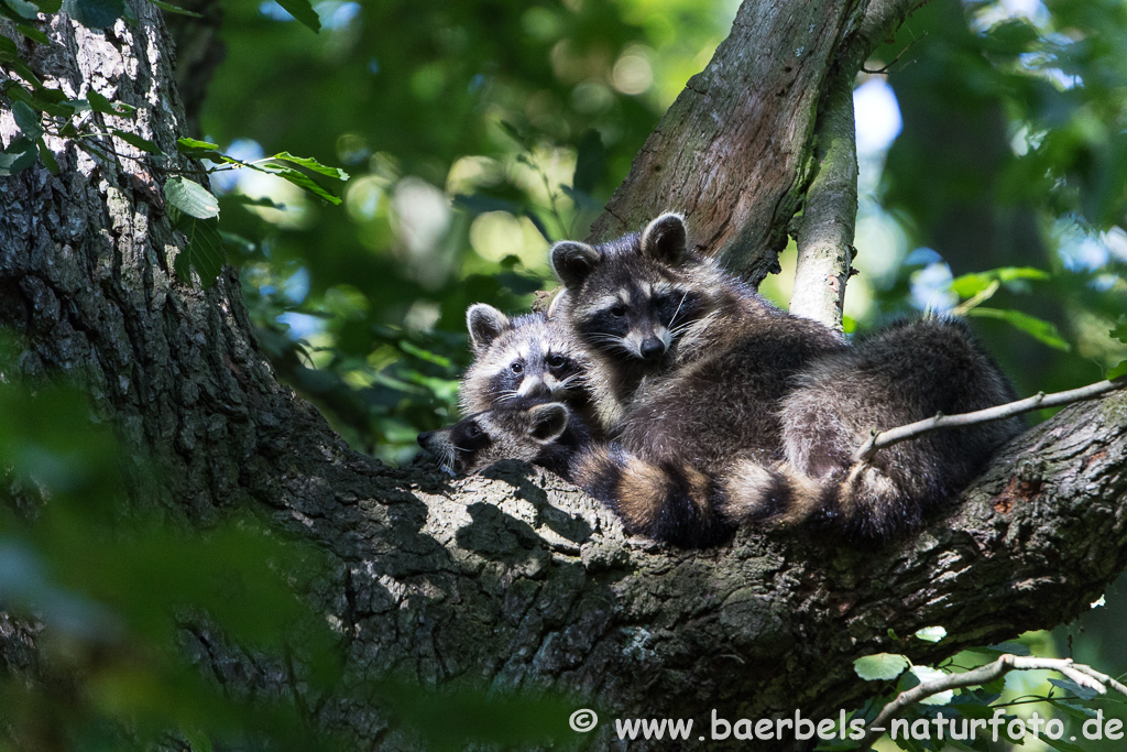 Waschbär