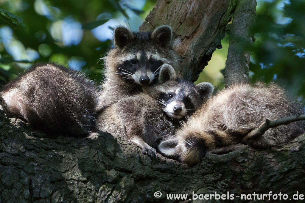 Waschbär