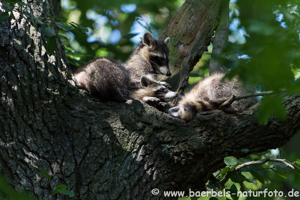 Waschbär