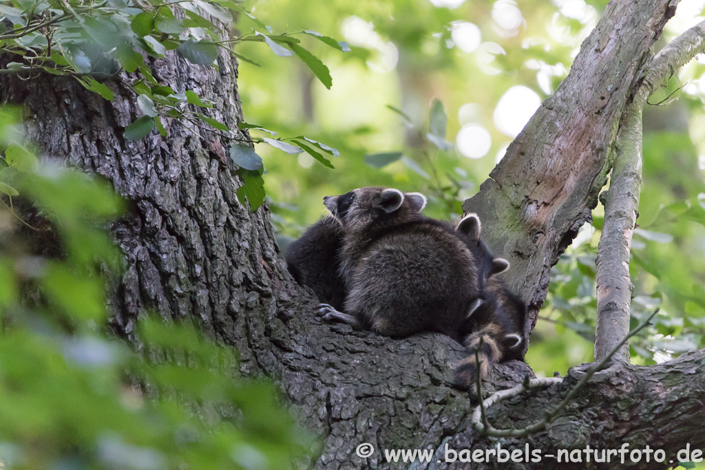 Waschbär