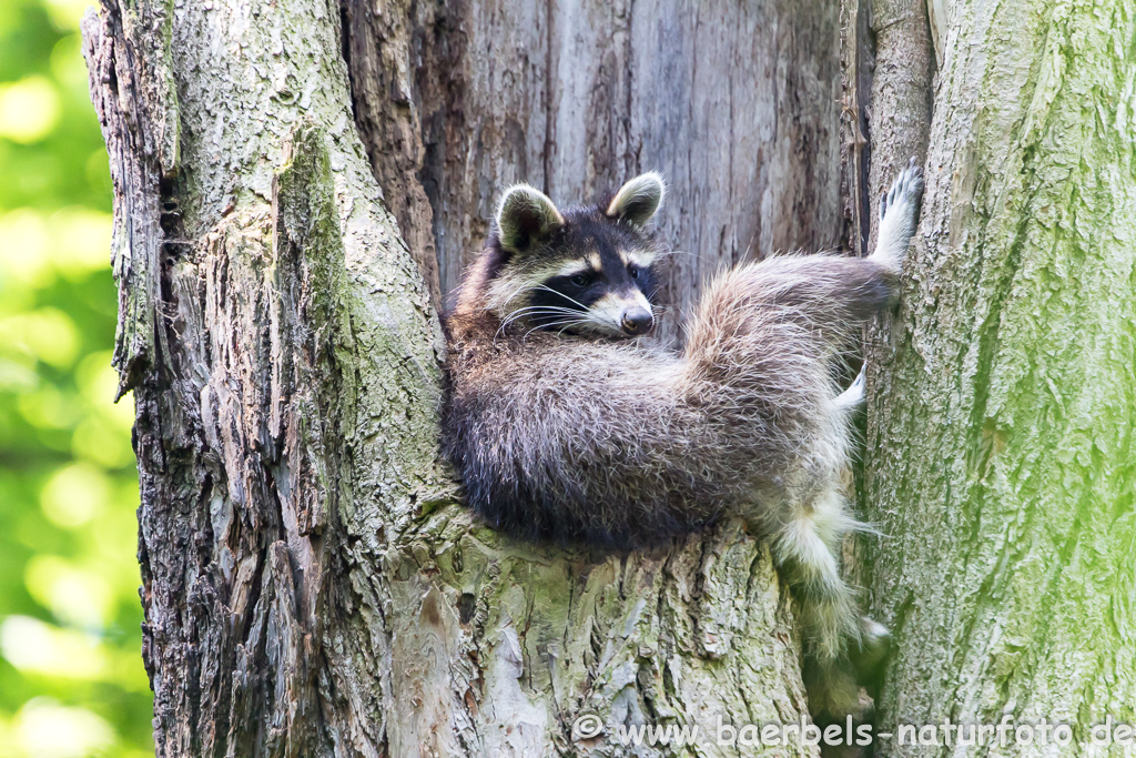 Waschbär