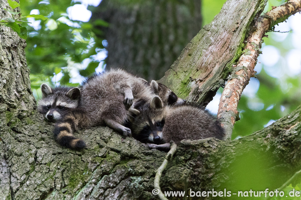 Waschbär