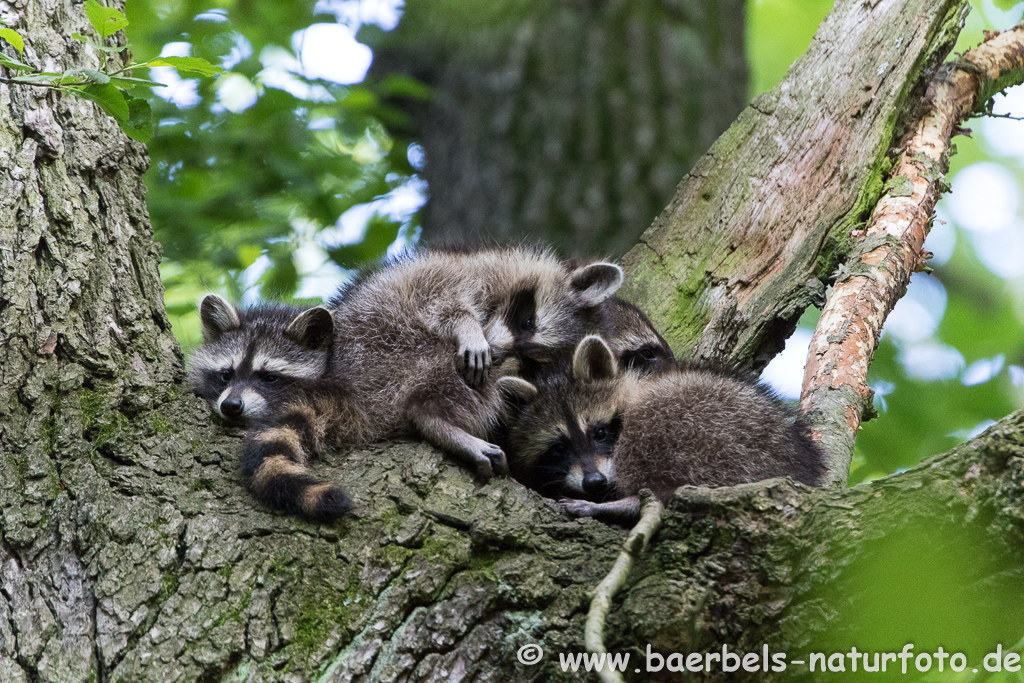 Waschbär