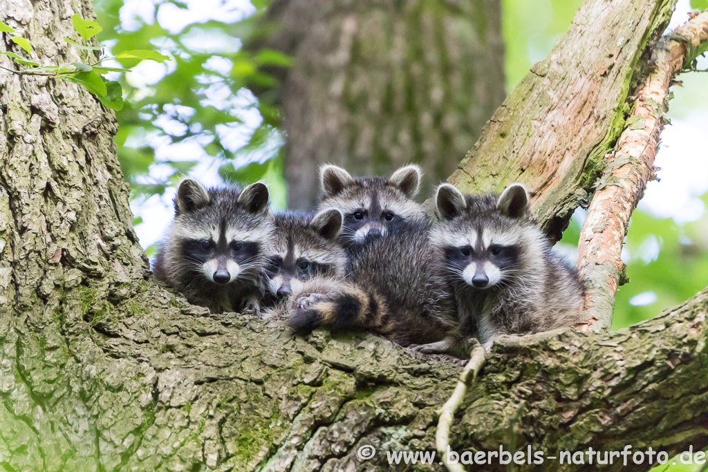 Waschbär