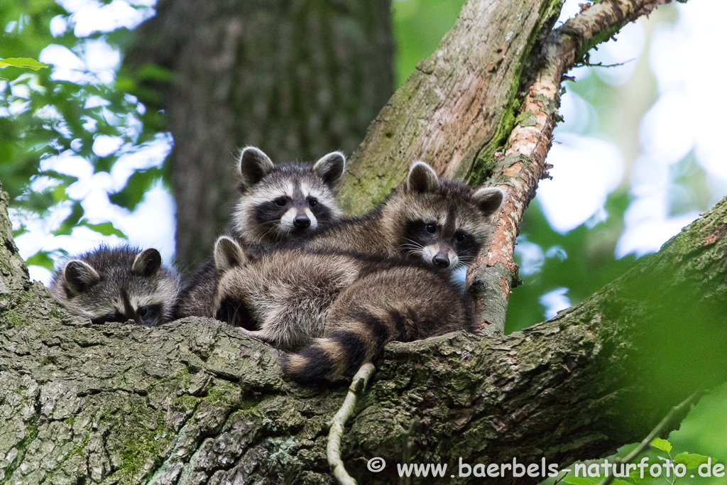 Waschbär