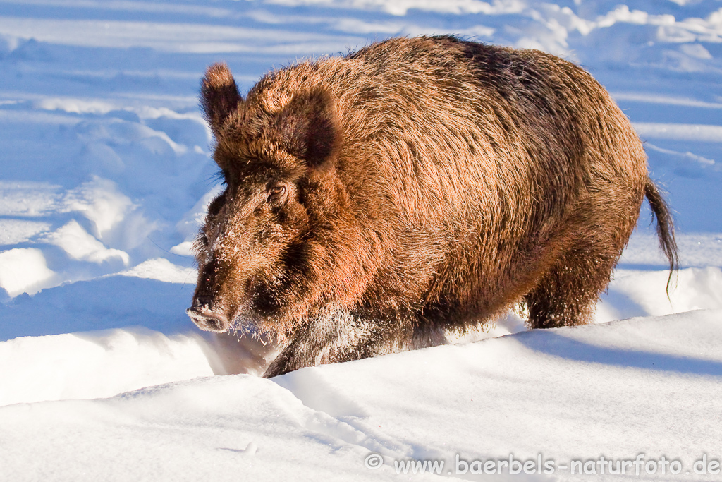 Wildschwein