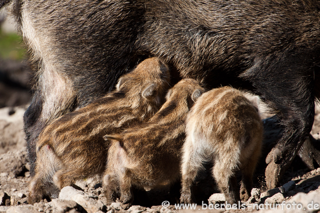 Wildschwein