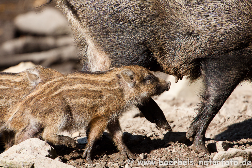 Wildschwein