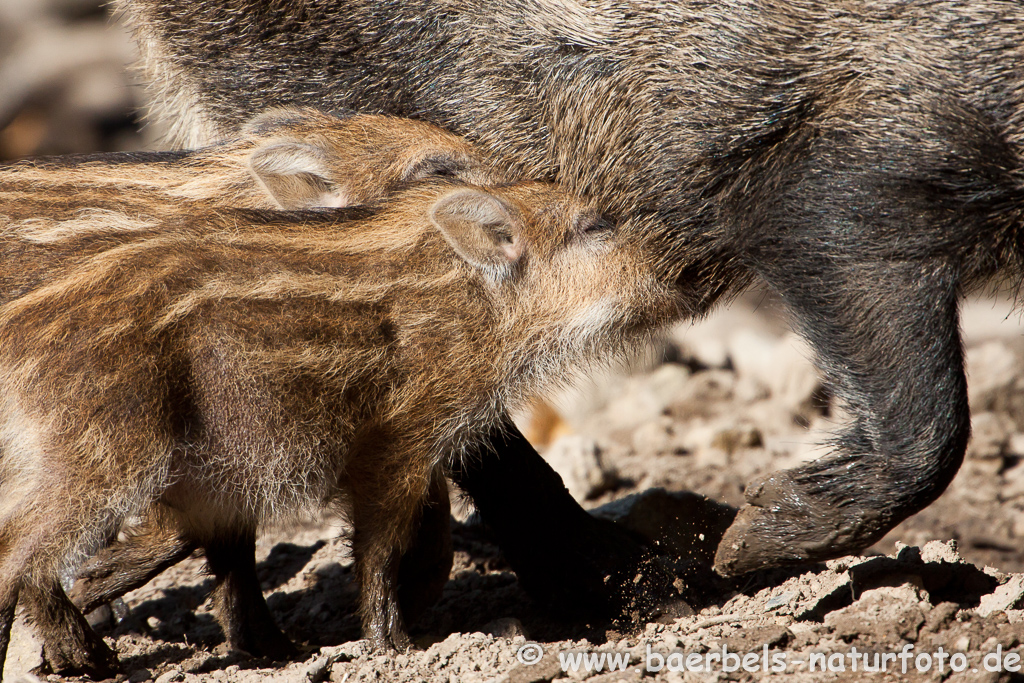 Wildschwein