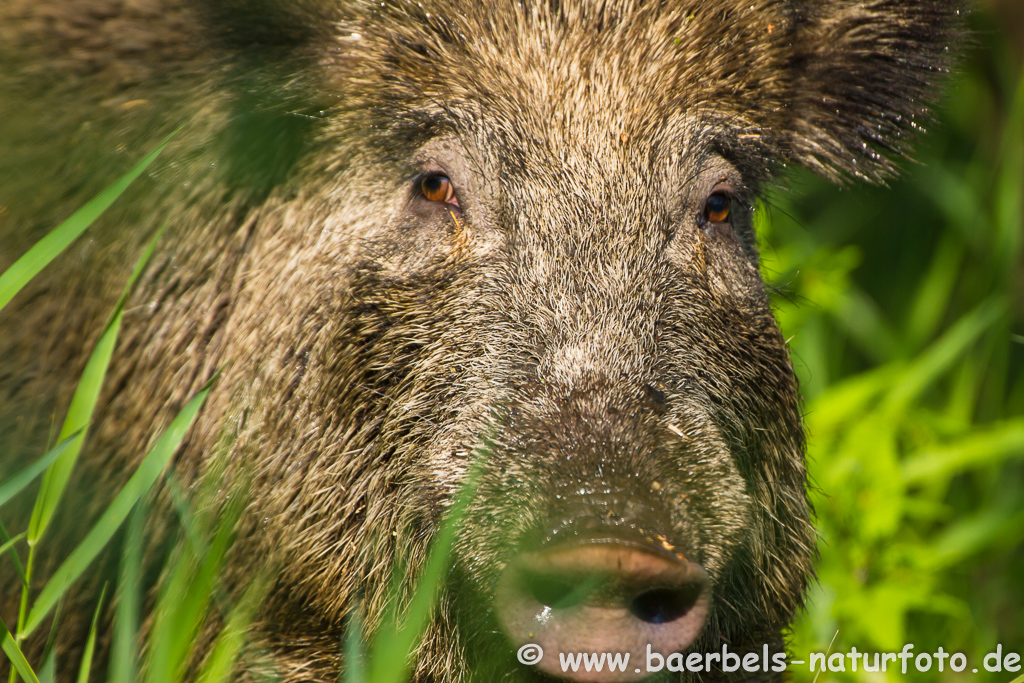 Wildschwein