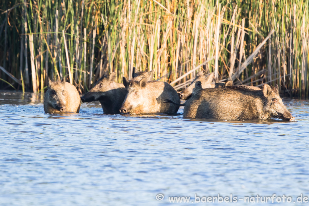 Wildschwein