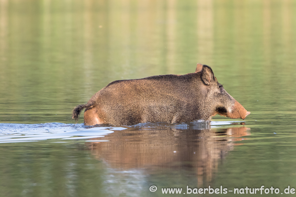 Wildschwein