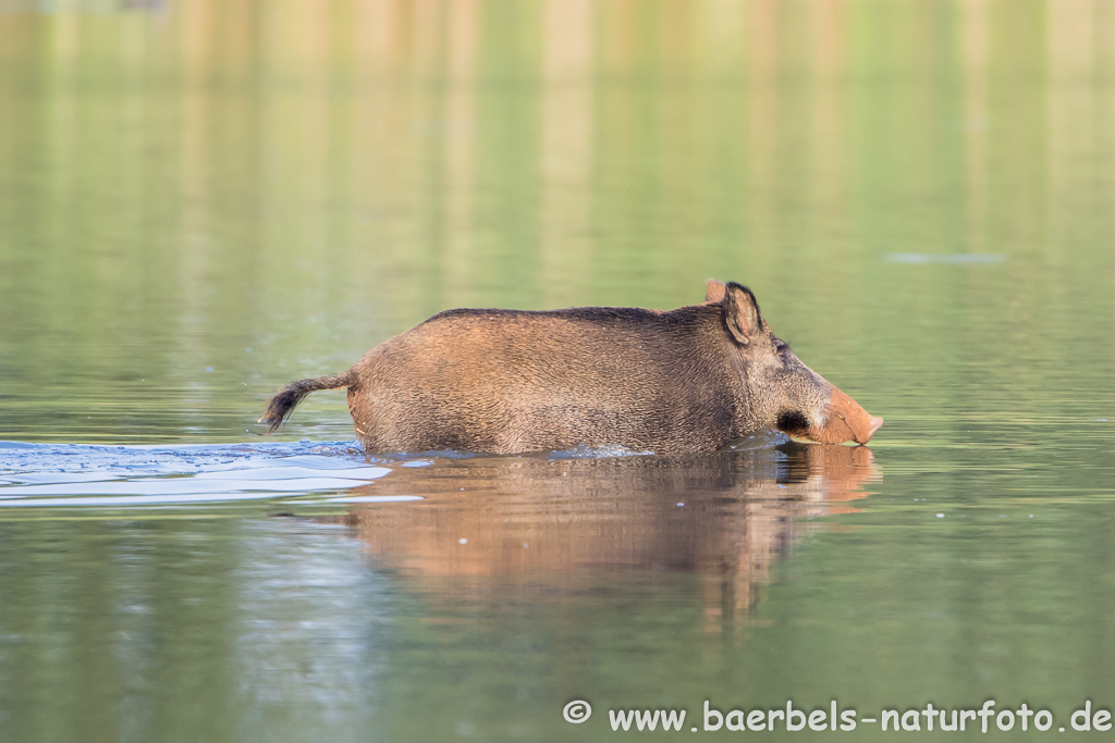 Wildschwein