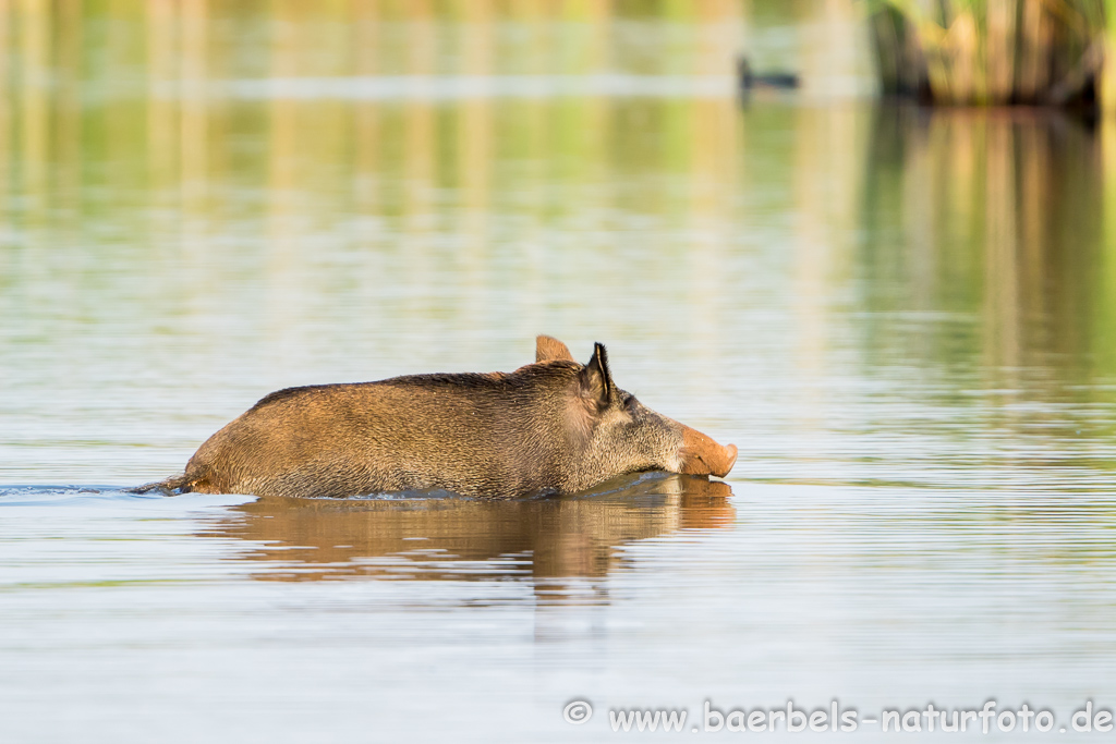 Wildschwein