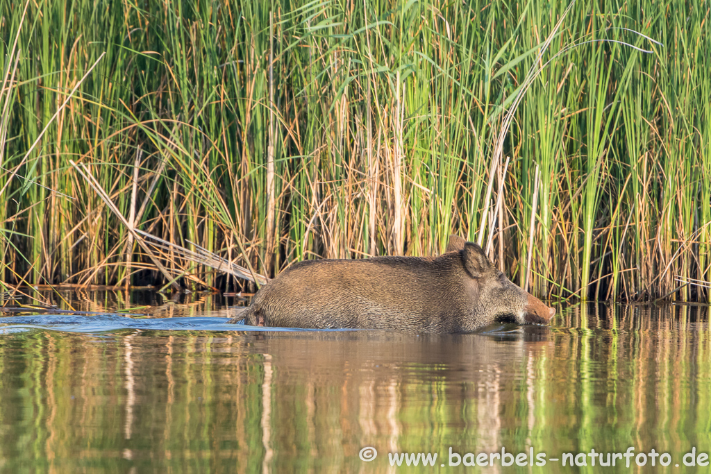 Wildschwein