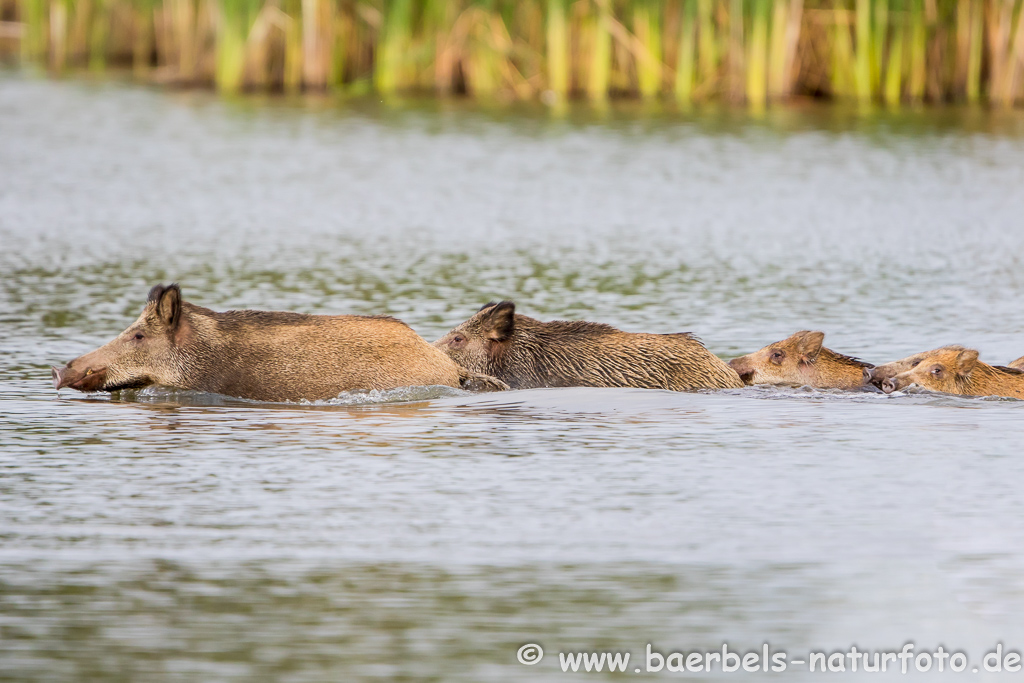 Wildschwein