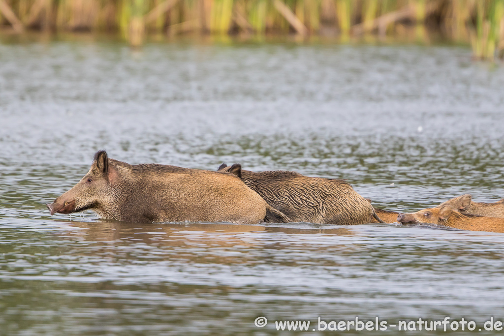 Wildschwein