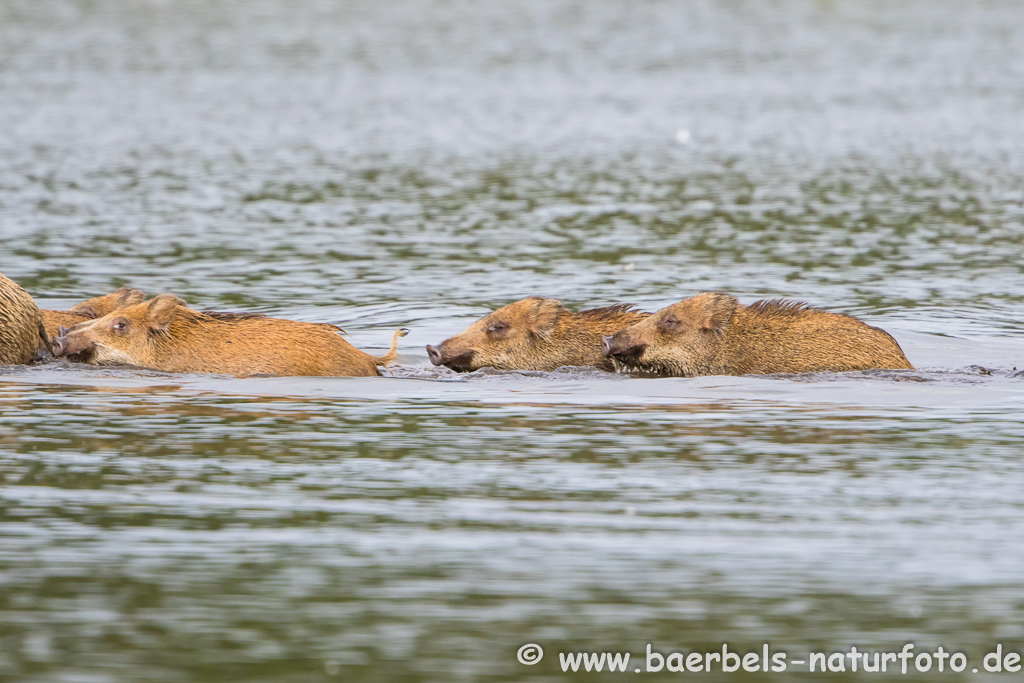 Wildschwein